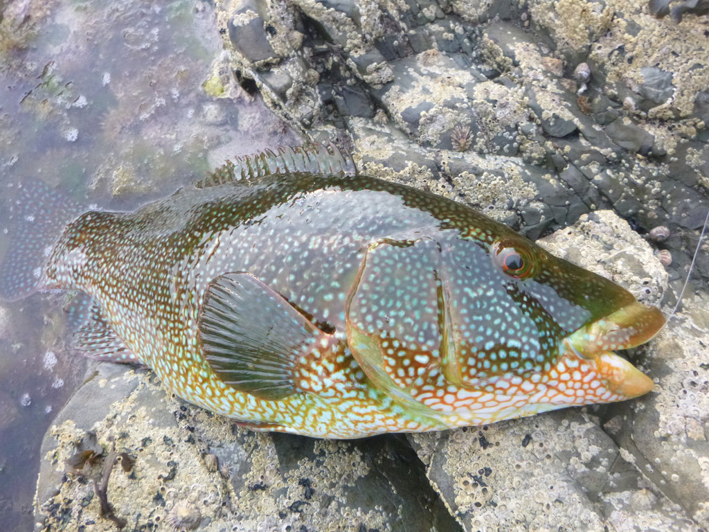 Big Wrasse on Savage Gear Sandeels